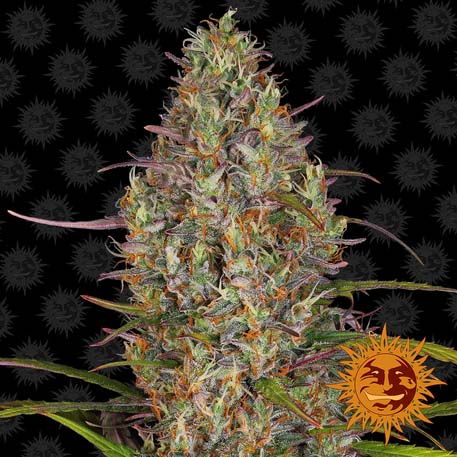 glue-gelato-auto_1_956379
