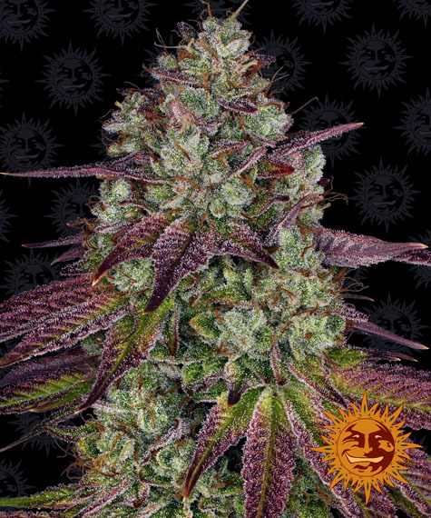 mimosa_circle_new_12_445154 (1)