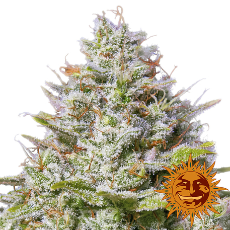 blue-gelato-41_1_404091