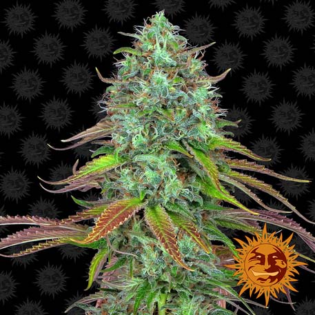 lsd-auto_1_956472