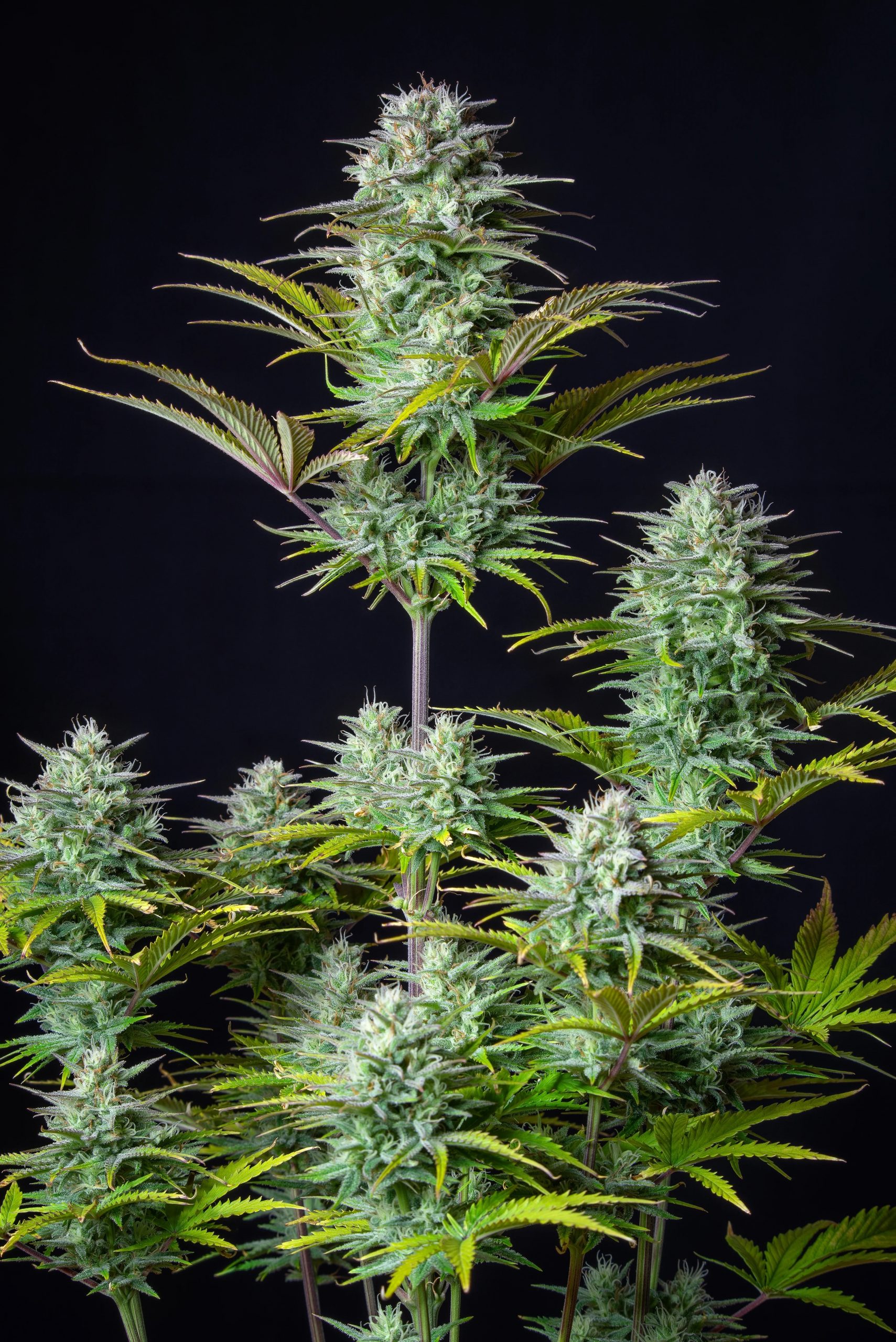 Kosher-Cake-Auto-Fast-Buds-nasiona-marihuany-scaled-1